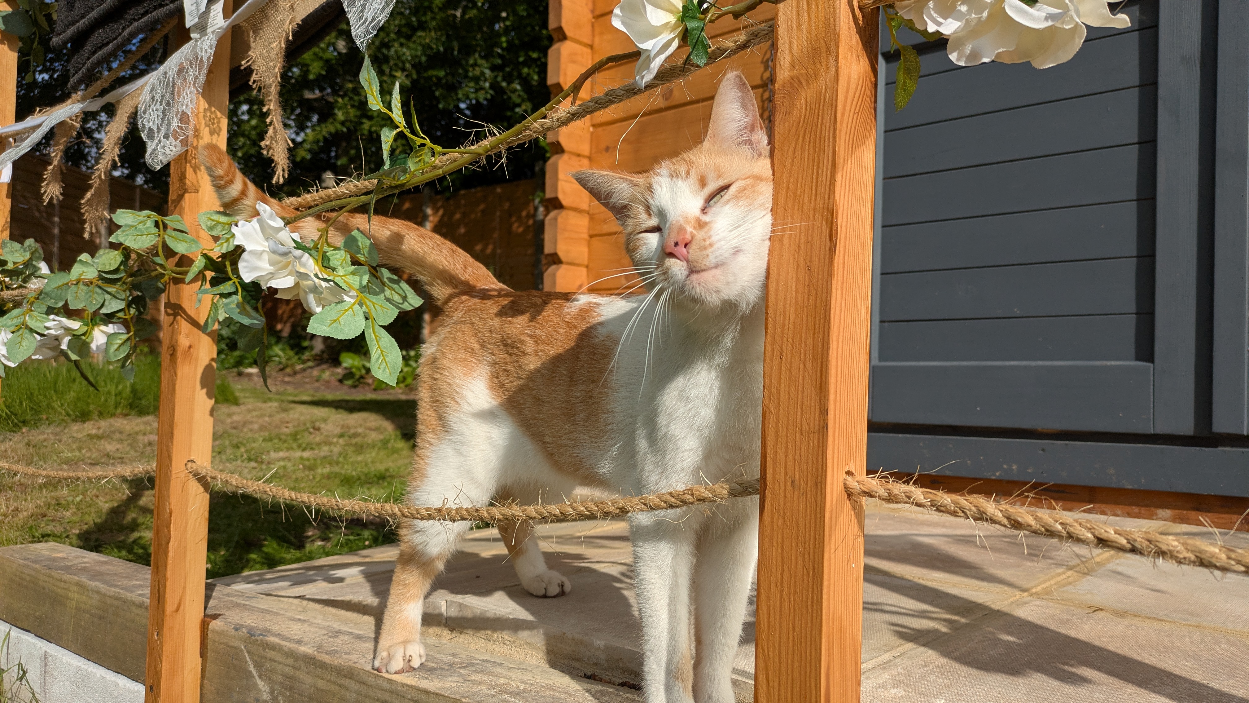 Maple the cat
