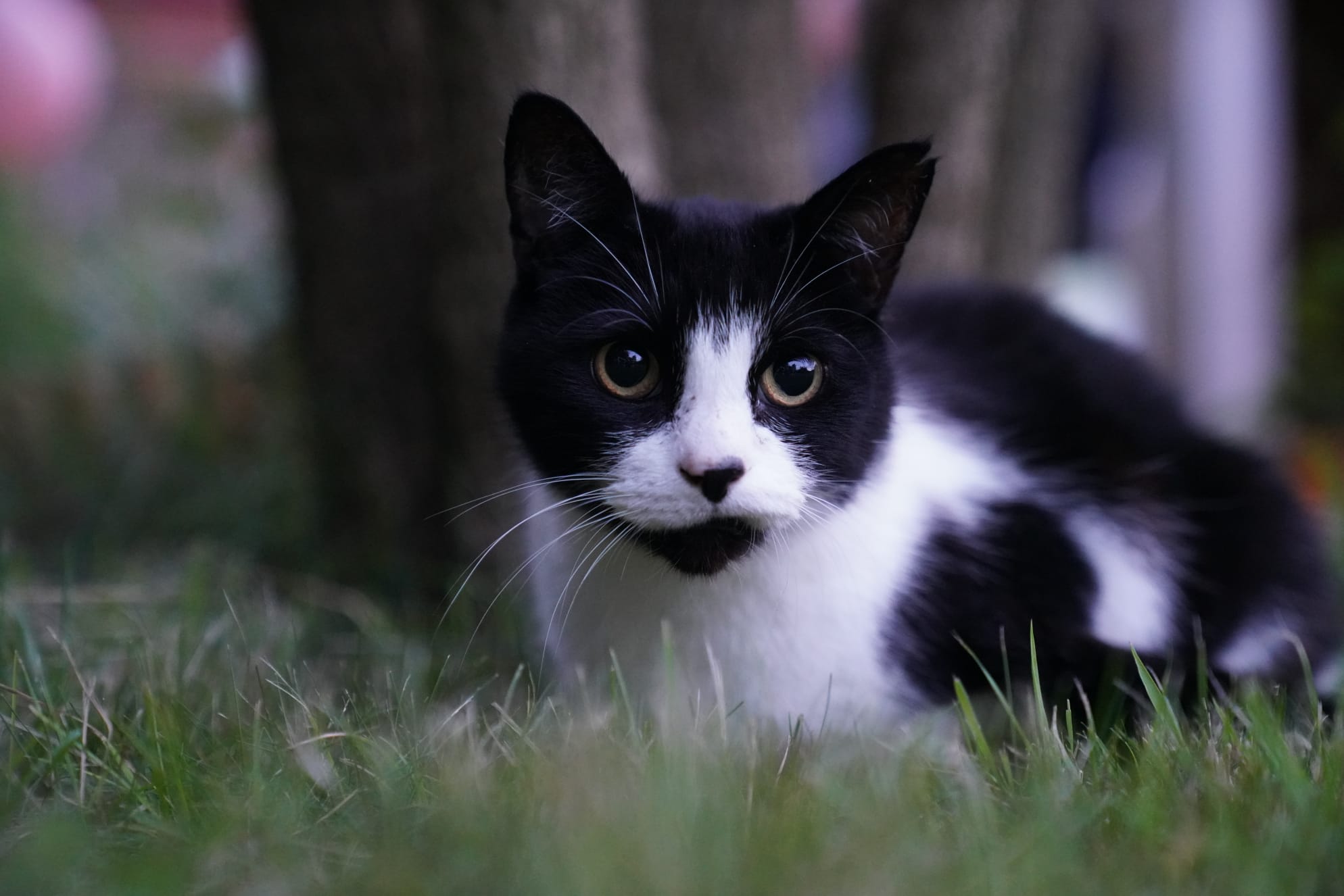 Norman the cat